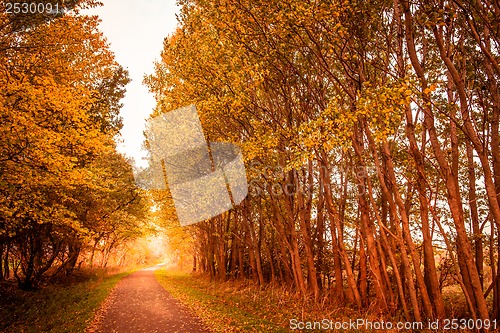 Image of Autumn landscape