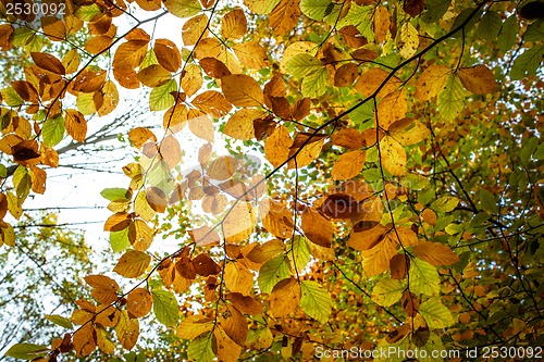 Image of Autumn leafs