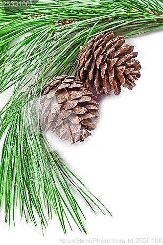 Image of fir tree branch with pine cones