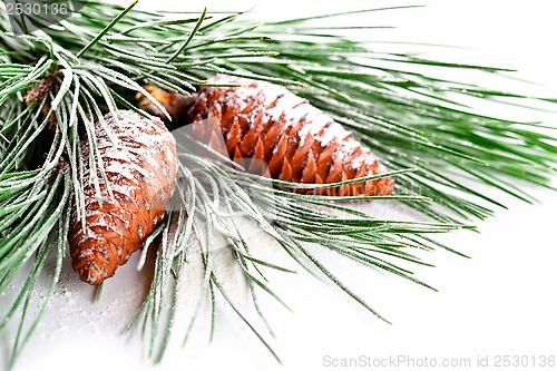 Image of fir tree branch with pinecones