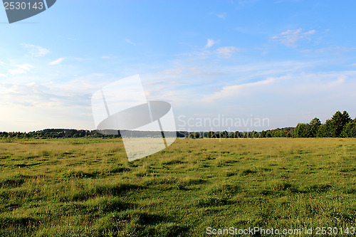 Image of field and forest on the background