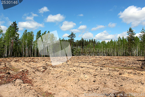 Image of pine forest with slot for planting new pines