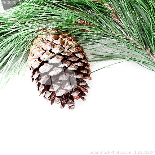 Image of fir tree branch with pinecone