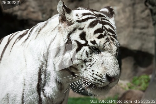 Image of White Tiger