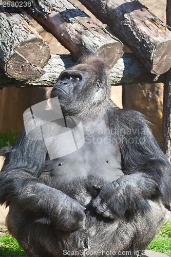 Image of Gorilla