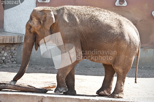 Image of Elephant