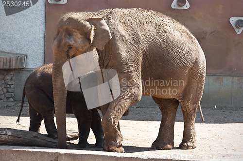 Image of Elephant