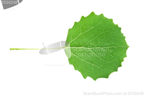 Image of Green leaf