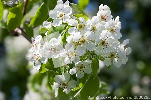 Image of Apple flowers