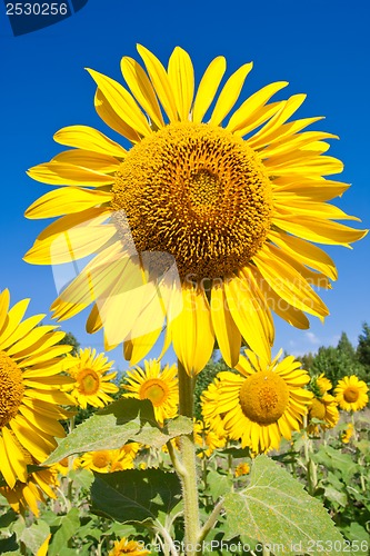 Image of Sunflower