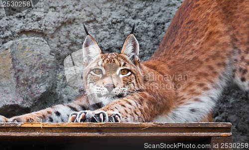 Image of Lynx