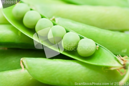 Image of Pea