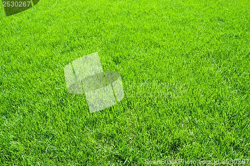 Image of Green grass