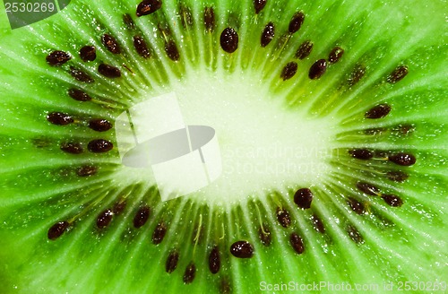 Image of Kiwi