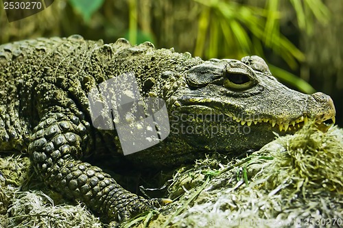 Image of Crocodile