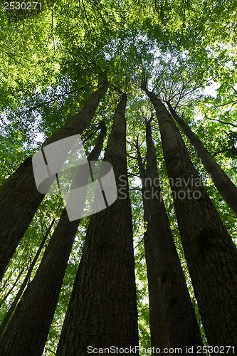 Image of Green forest