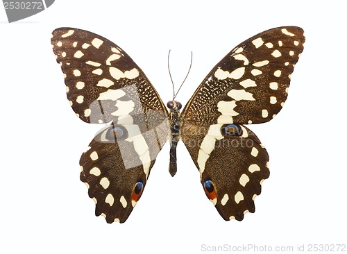 Image of Butterfly