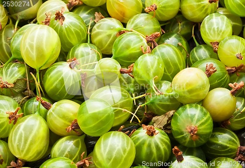 Image of Gooseberries