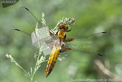 Image of Dragonfly.