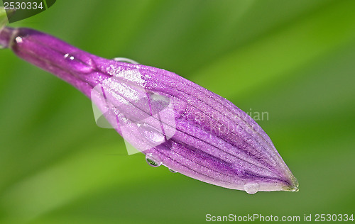 Image of Purple flower bud with water drops.