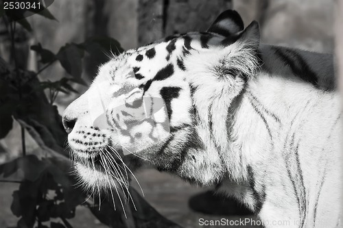 Image of White Tiger