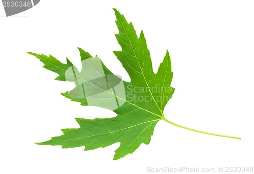 Image of Green leaf