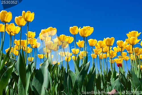 Image of Tulip flowers