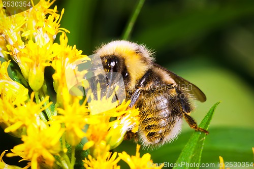 Image of Bumblebee