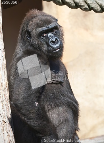 Image of Gorilla