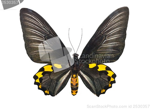 Image of Butterfly Troides Hypolitus