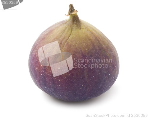 Image of Fig