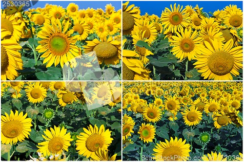 Image of Sunflowers