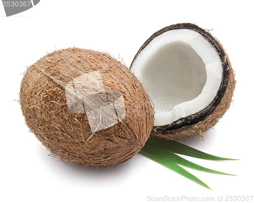 Image of Coconut