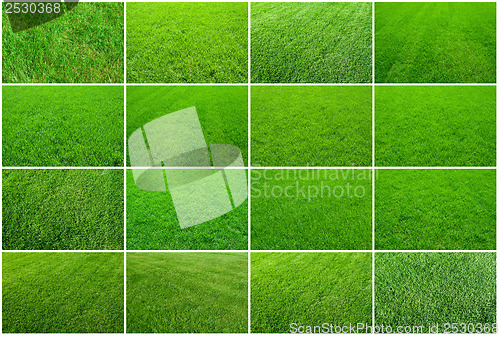 Image of Green grass