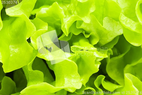 Image of Lettuce