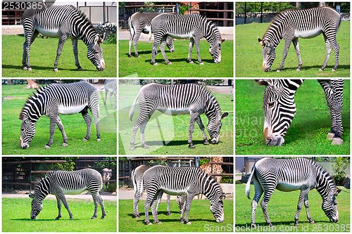 Image of Zebra