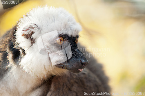 Image of White-headed lemur