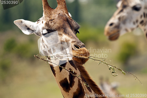 Image of Giraffe