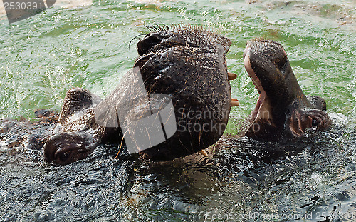 Image of The hippopotamus (Hippopotamus amphibius), or hippo