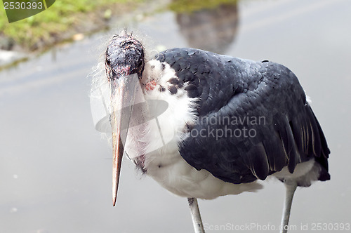 Image of Marabou Stork