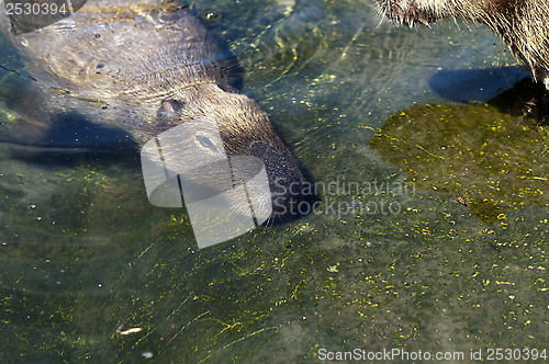 Image of Capybara