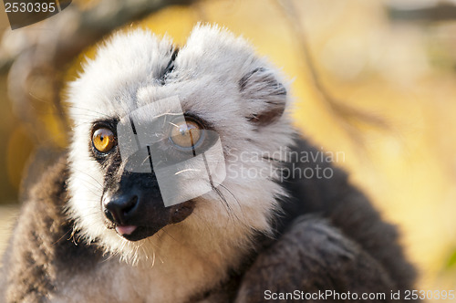Image of White-headed lemur