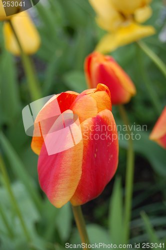 Image of Tulips_09.05.2007