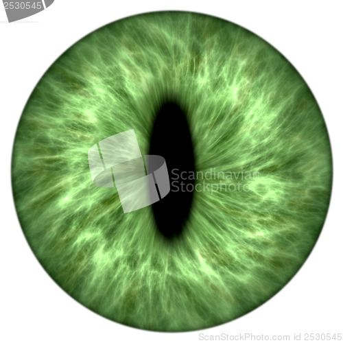 Image of green animal iris