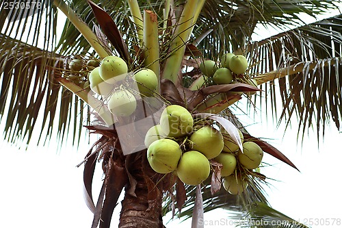 Image of green coconuts