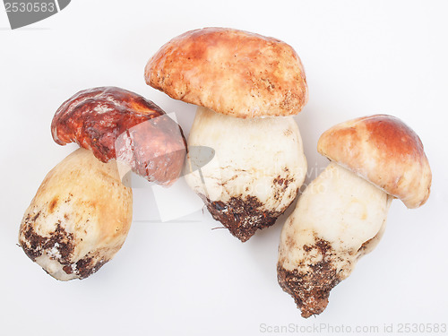 Image of Porcini Mushroom