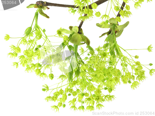Image of fresh, green branch
