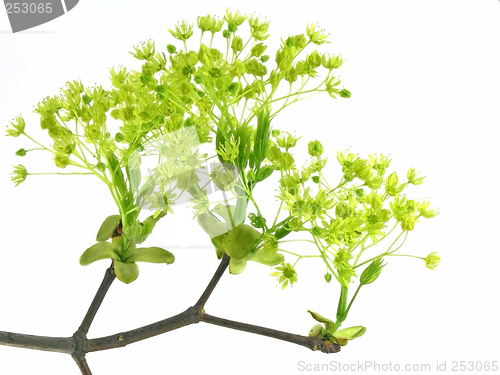 Image of fresh, green branch