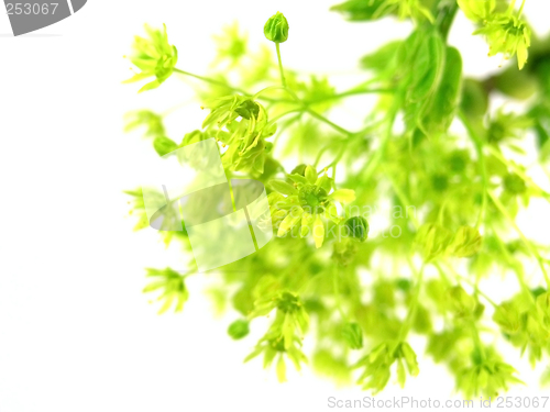 Image of fresh, green branch