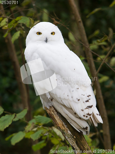 Image of Snow owl resting